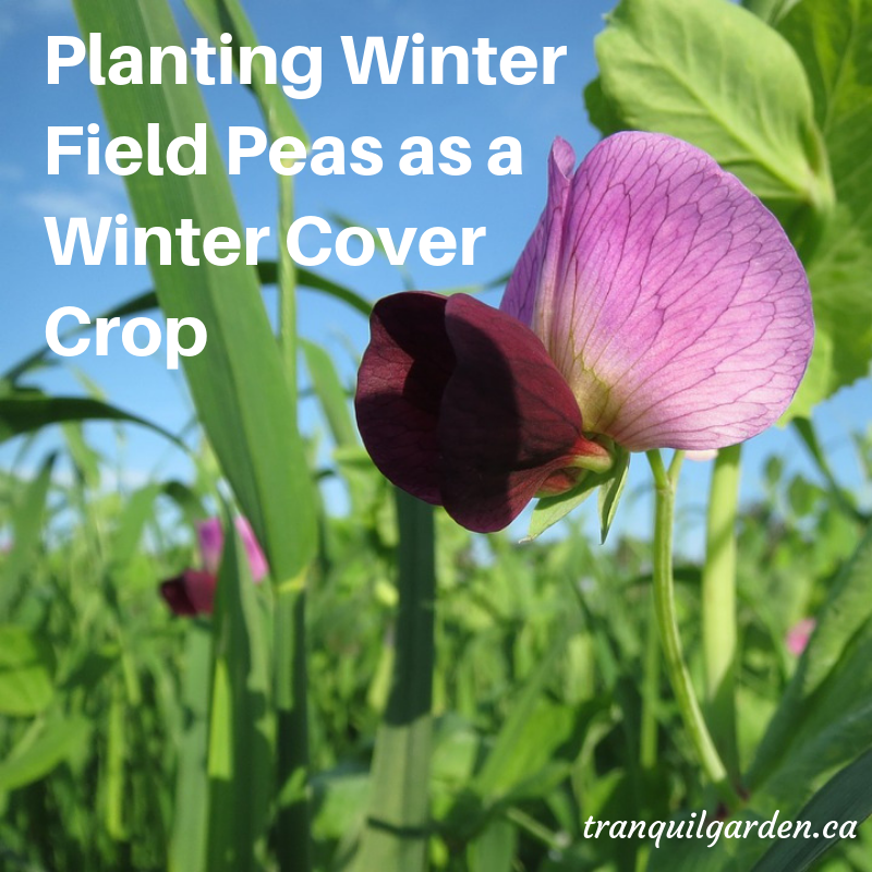 Planting Winter Field Peas as a Winter Cover Crop Tranquil Garden