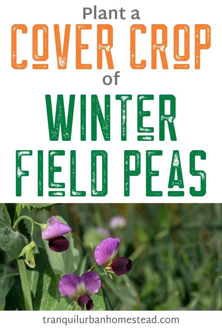 How to Plant Winter Field Peas as a Cover Crop Healthy Fresh