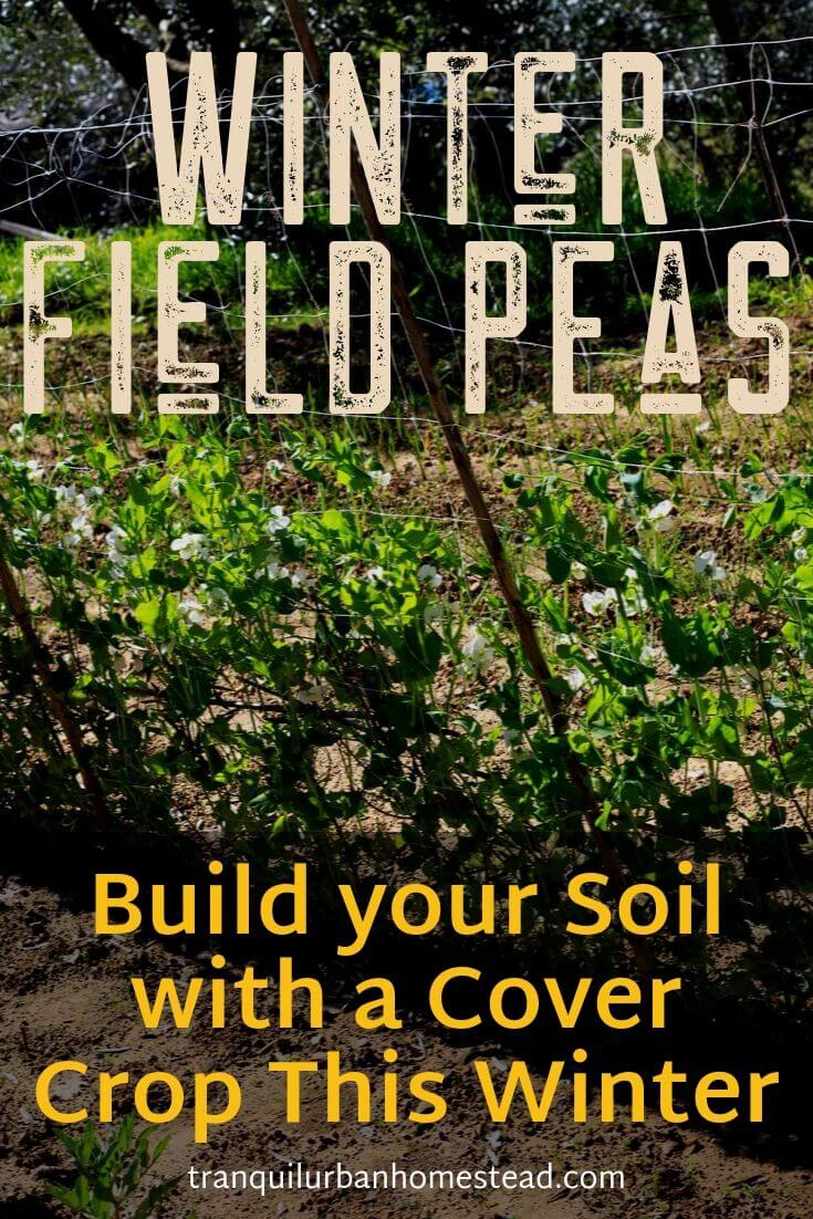 How to Plant Winter Field Peas as a Cover Crop Healthy Fresh
