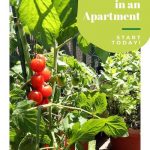 How to Homestead in an Apartment - Earth Friendly Tips