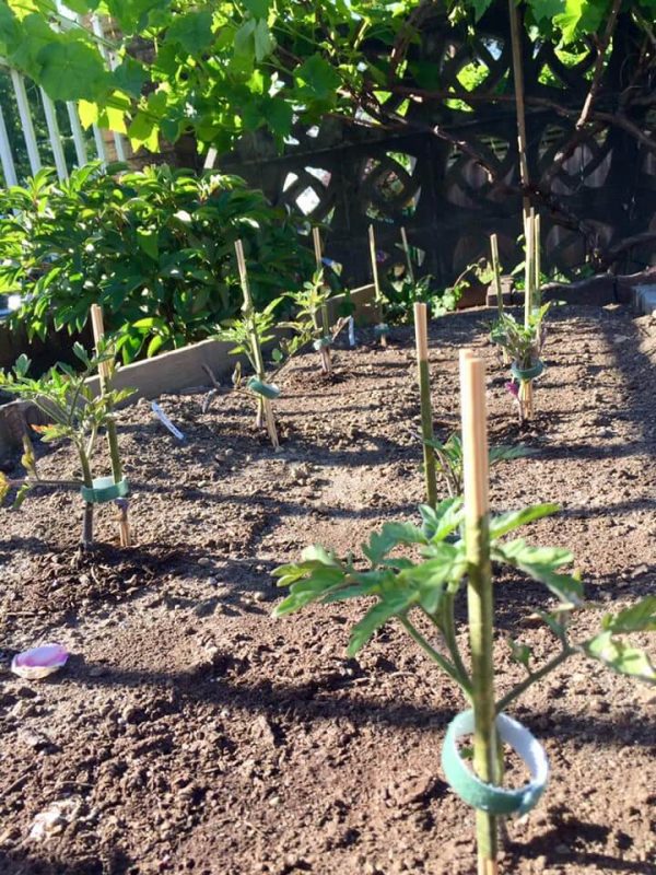 Vegetable Gardening For Renters A Case Study Healthy Fresh Homegrown