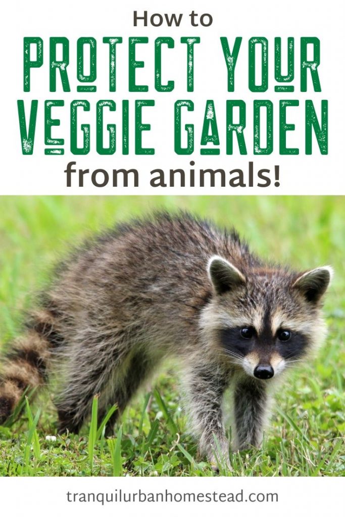 How to Protect Your Vegetable Garden from Animals Healthy Fresh