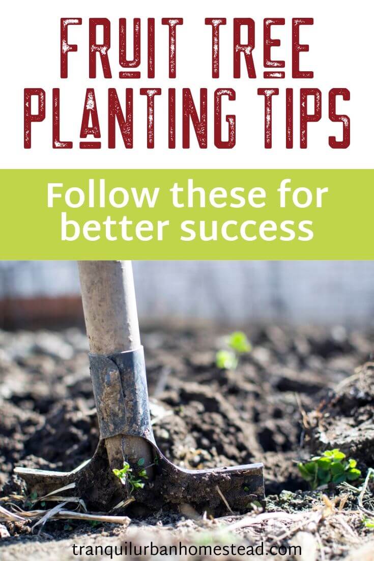 7 Important Fruit Tree Planting Tips You Need To Follow Healthy Fresh