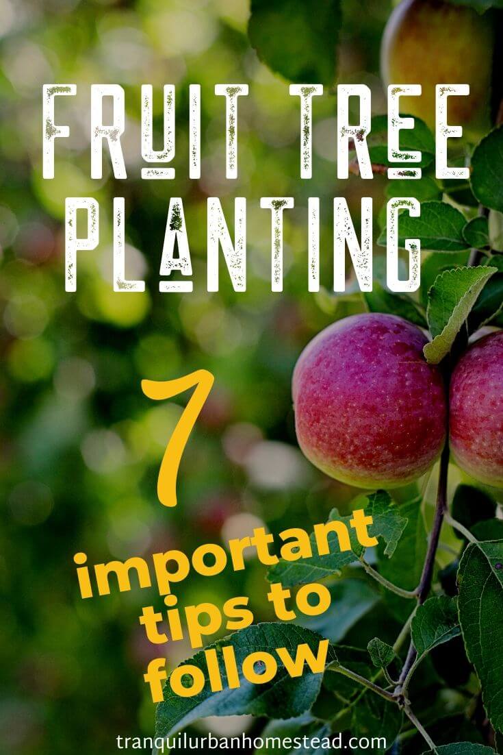 7 Important Fruit Tree Planting Tips You Need To Follow Healthy Fresh