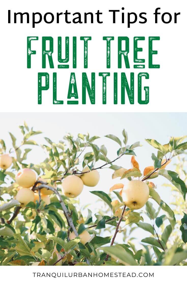 7 Important Fruit Tree Planting Tips You Need To Follow Healthy Fresh