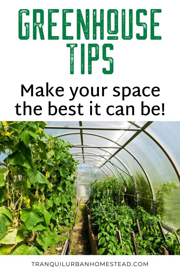21 Great Tips To Have The Best Greenhouse Ever Healthy Fresh