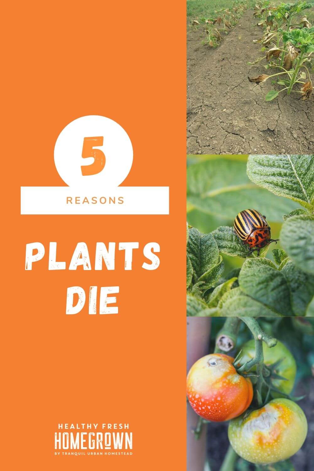5 Reasons For Dying Plants in Your Food Garden Healthy Fresh Homegrown