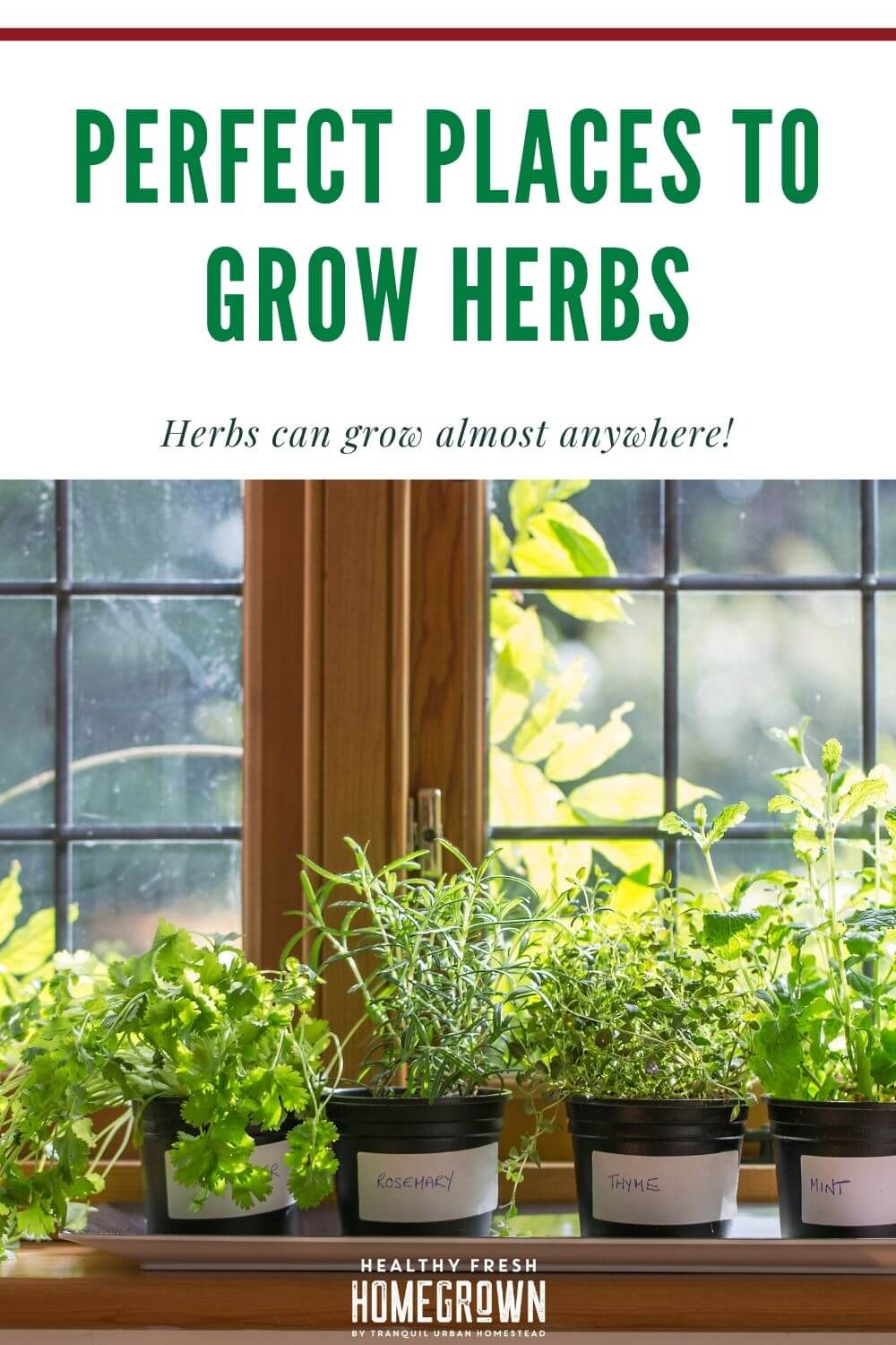 5 Perfect Places To Grow Herbs at Home - Healthy Fresh Homegrown