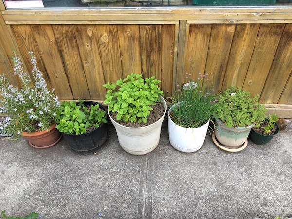 5 Perfect Places To Grow Herbs At Home - Healthy Fresh Homegrown