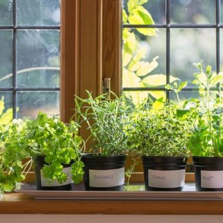 5 Perfect Places To Grow Herbs At Home - Healthy Fresh Homegrown