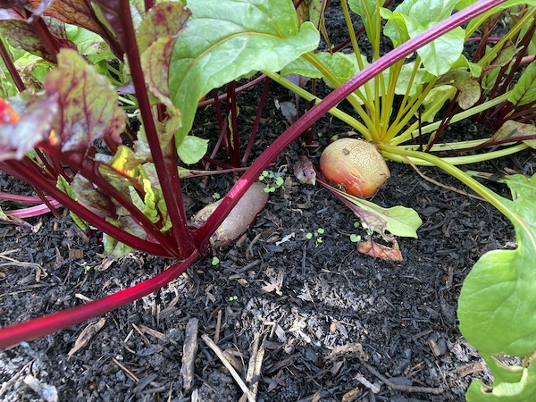 5 Multi-Coloured Vegetables To Grow That Will Brighten Up Your Garden ...